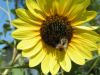 Bee on Sunflower